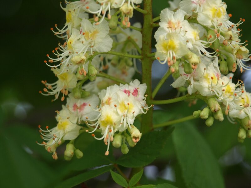 White Horse Chestnut Flowers — Calm