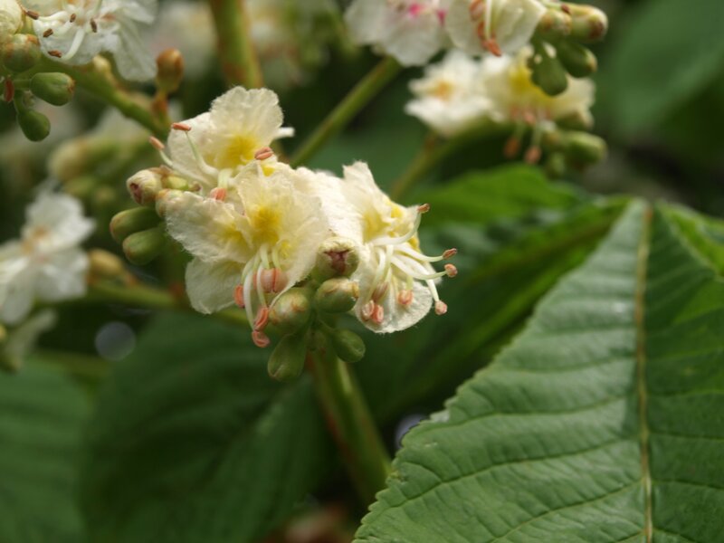White Horse Chestnut Flowers — Green