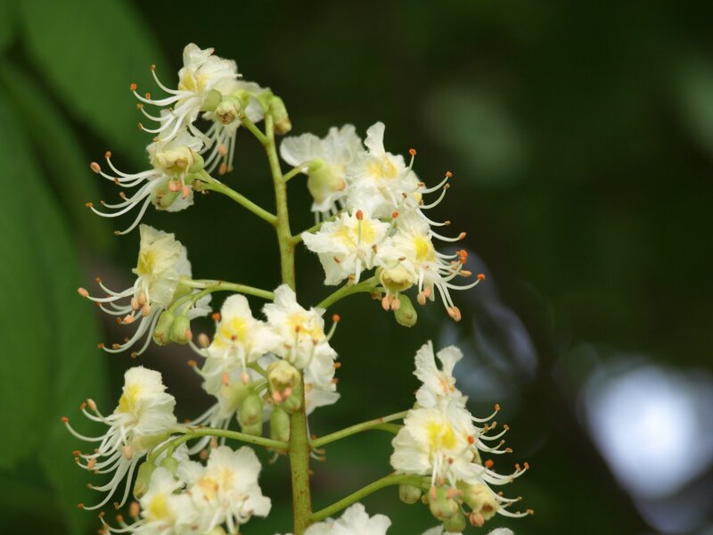 White Horse Chestnut Flowers
