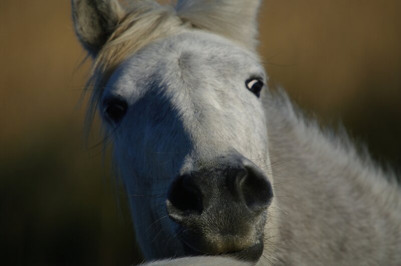 White Horse Close-up