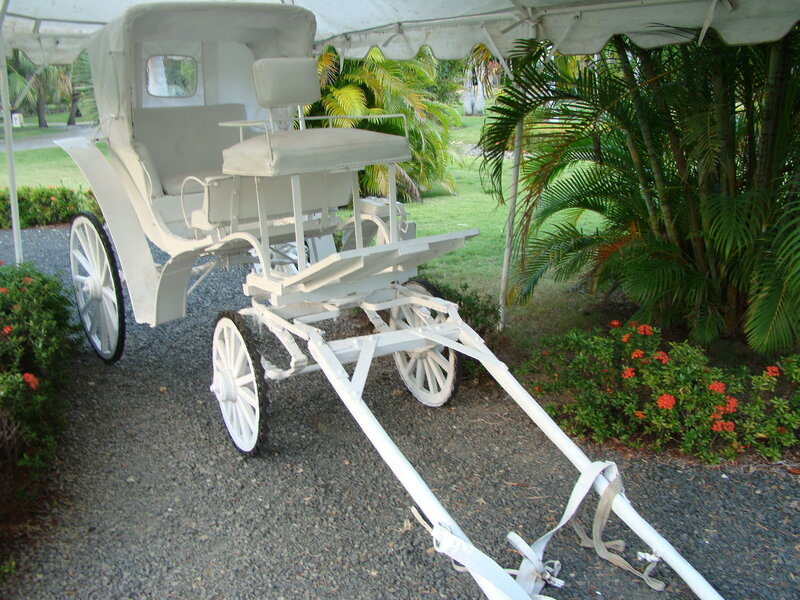 White Horse-drawn Carriage