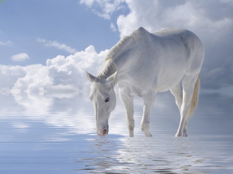White Horse Drinking Water — Serene