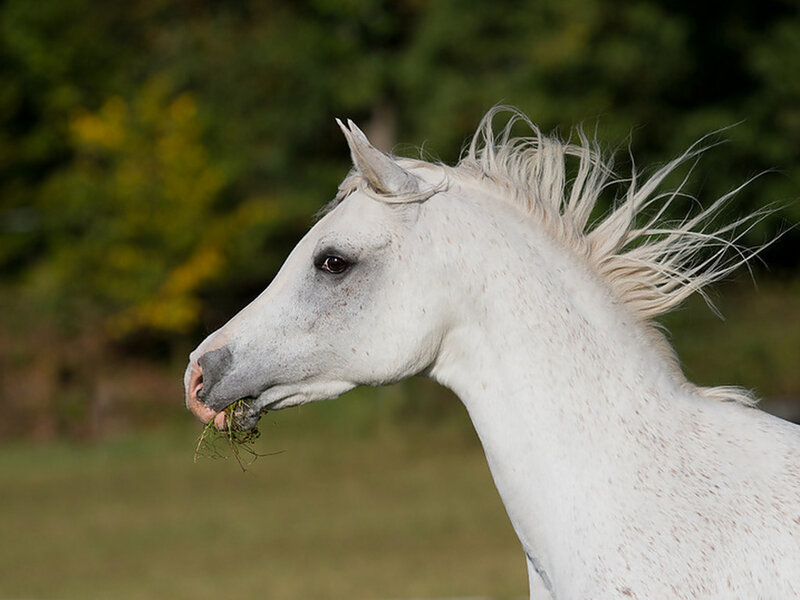 White Horse Eating Grass