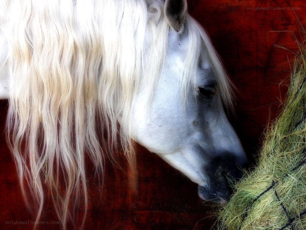 white horse eating hay