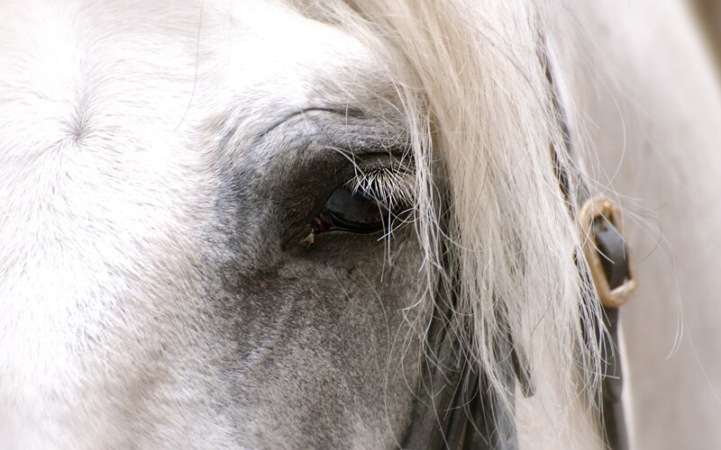 White Horse Eye