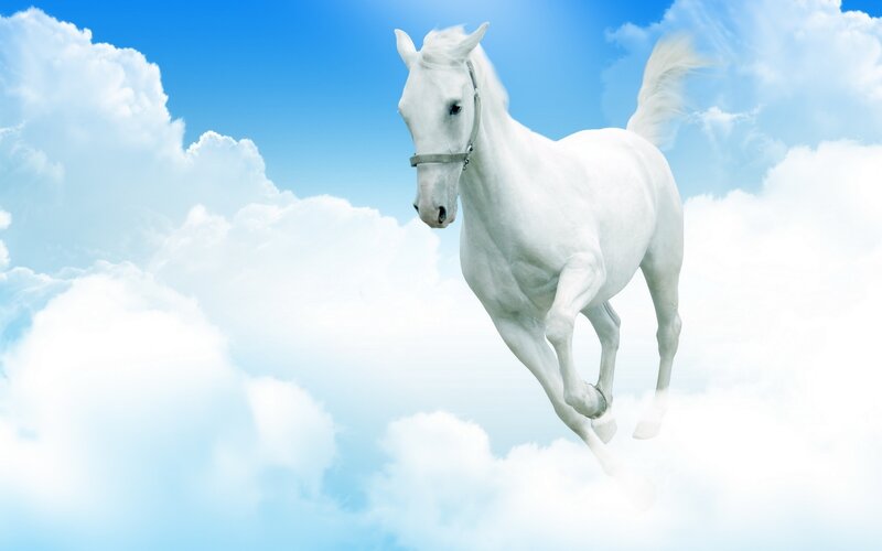 White horse flying through clouds