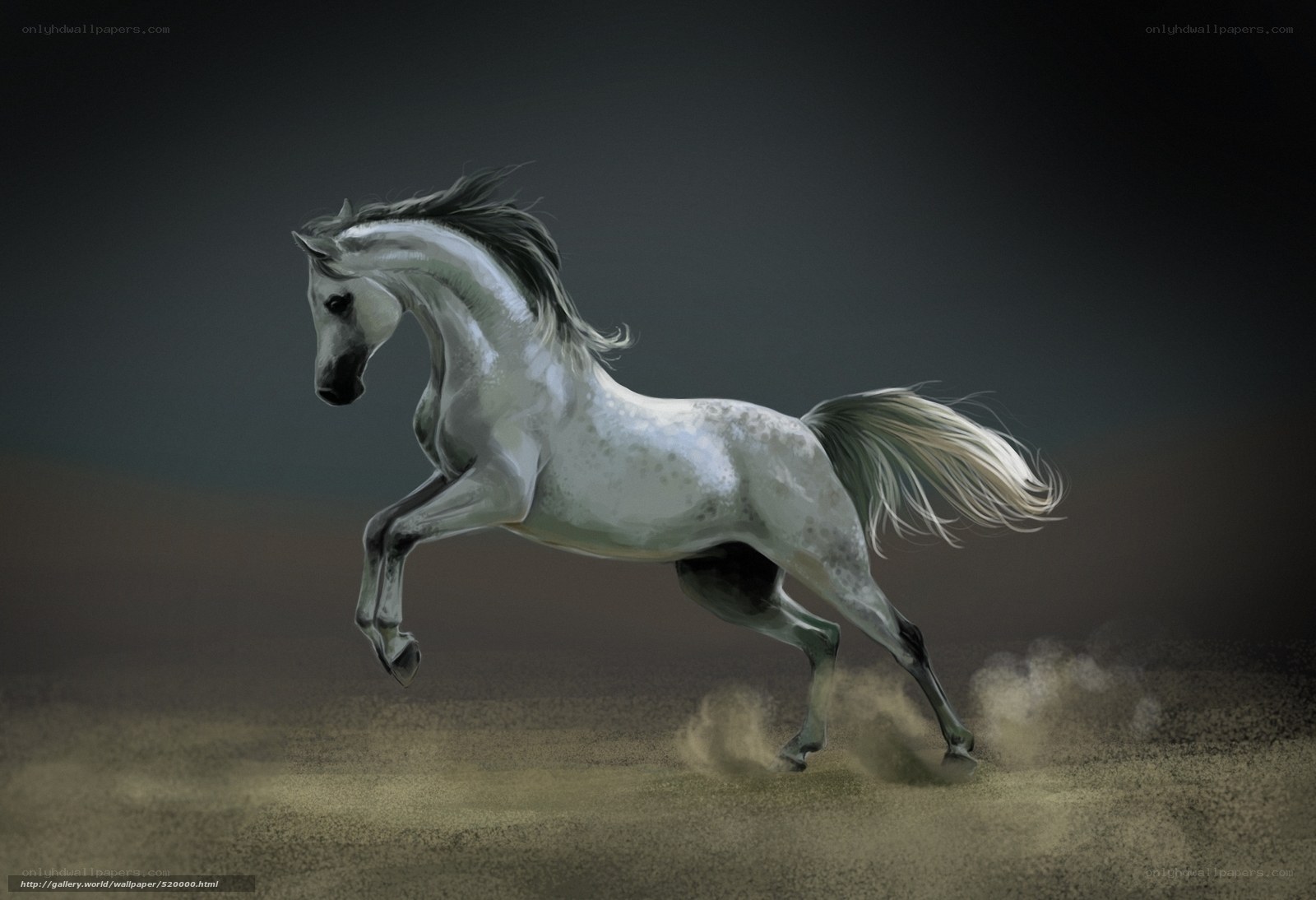 White horse galloping