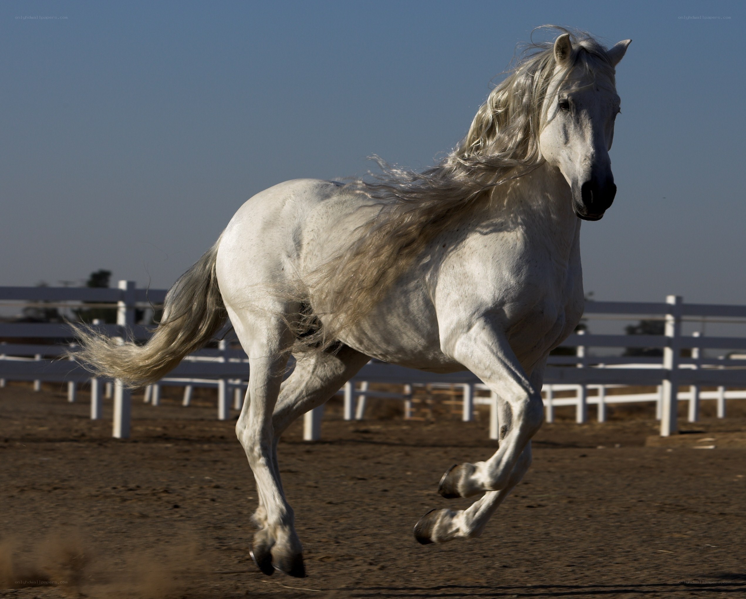 white horse galloping