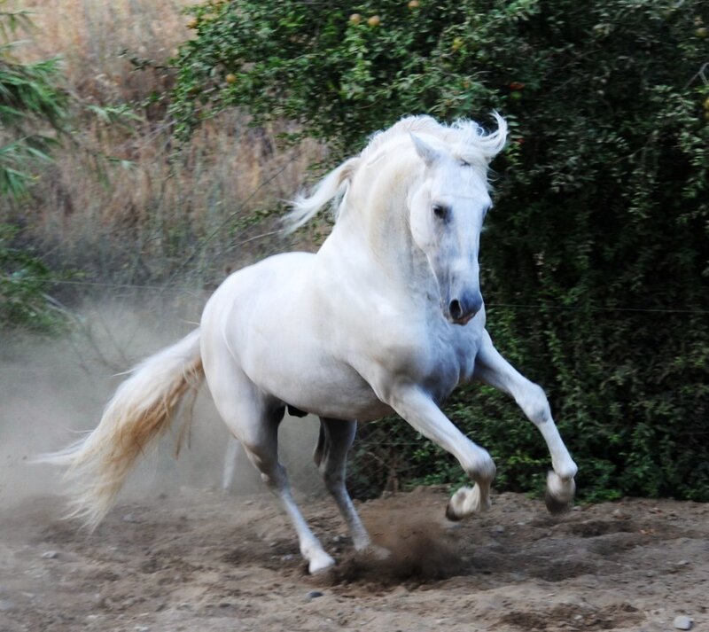white horse galloping