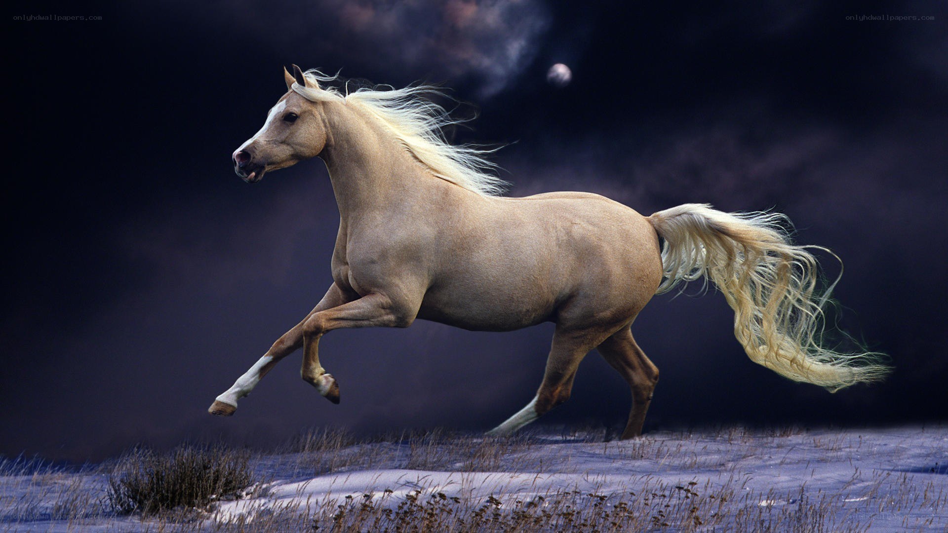 White horse galloping at night