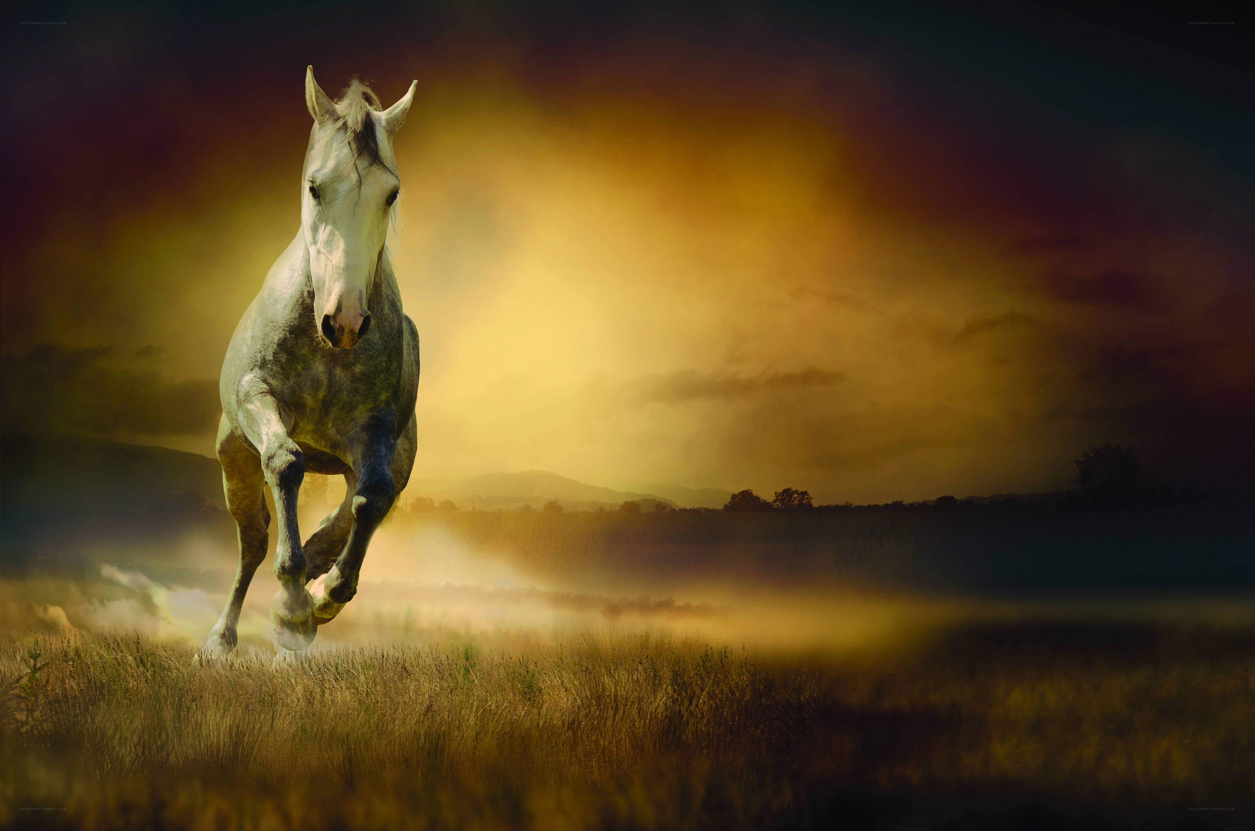 White horse galloping at sunset