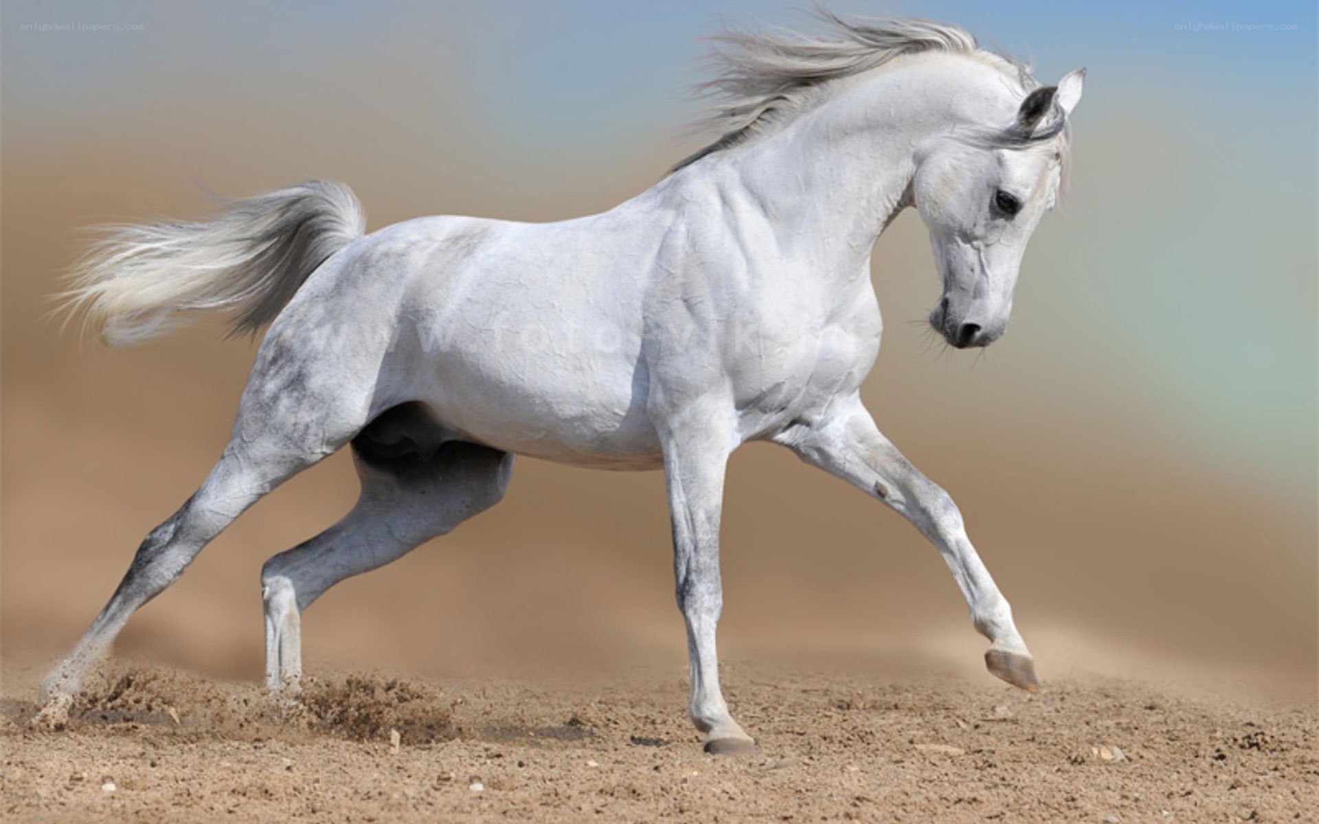 White horse galloping in desert