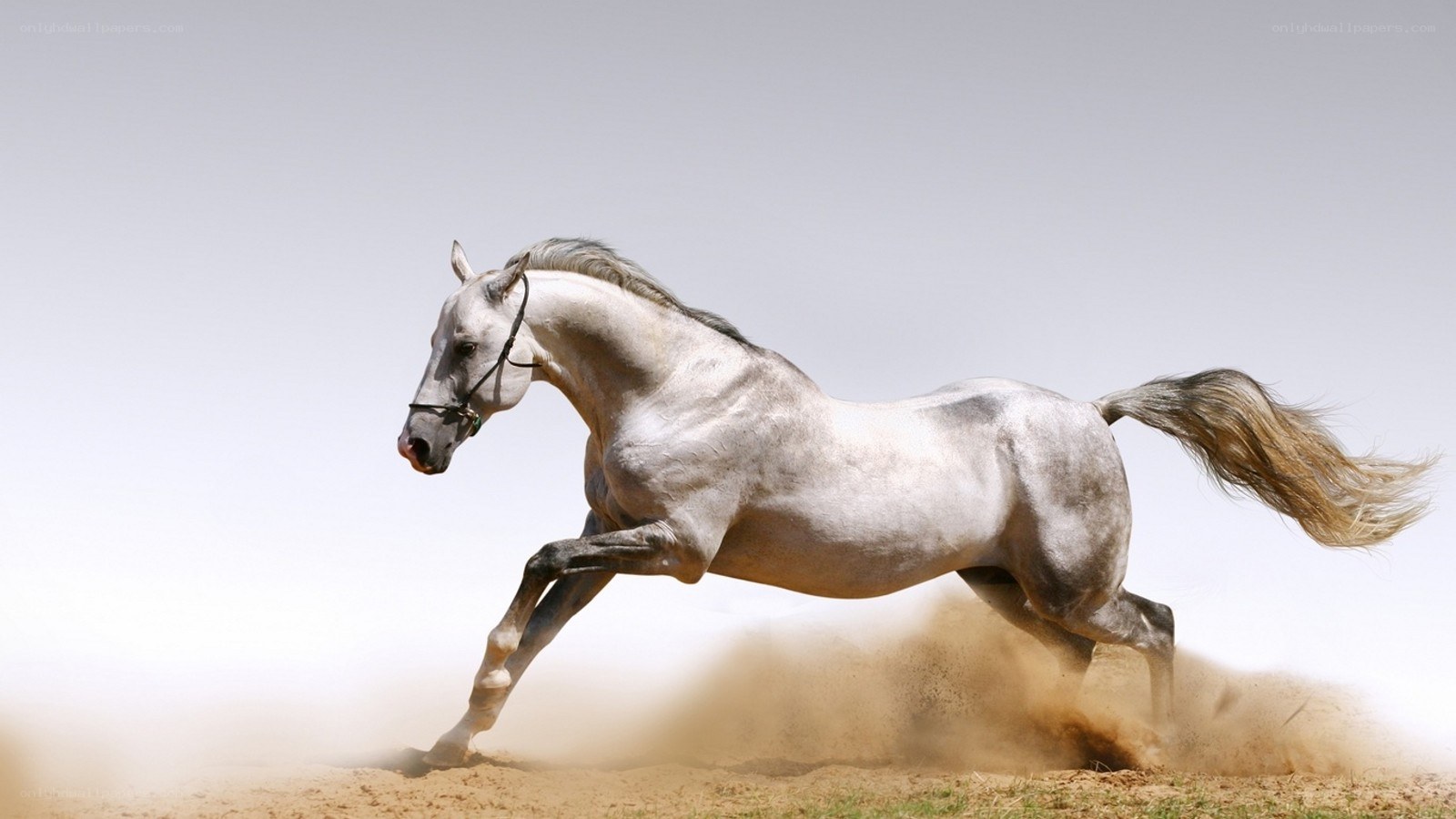 White horse galloping in dust