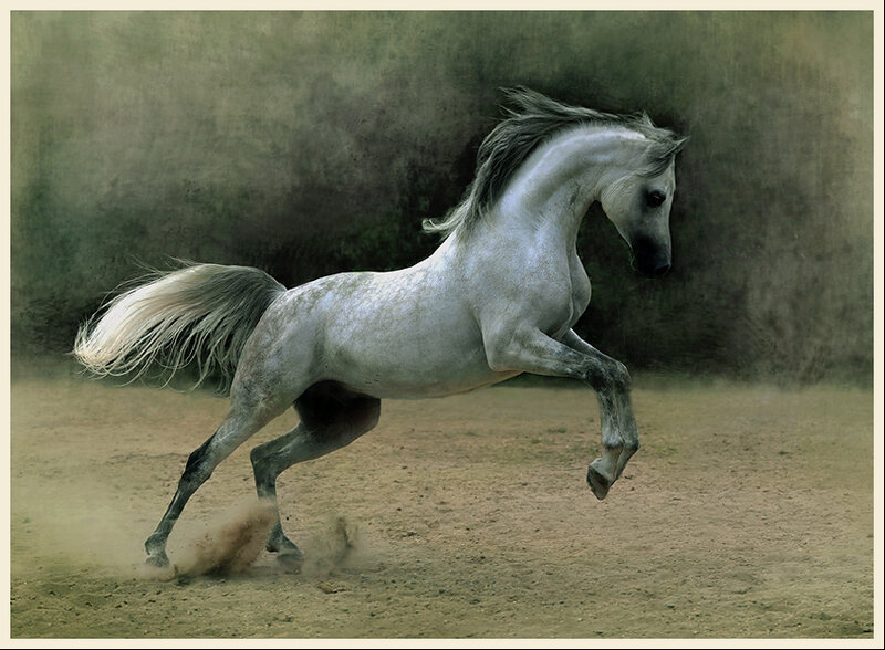 White horse galloping in dust