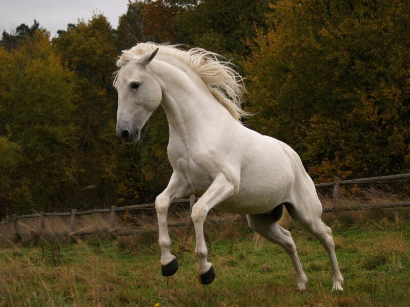 White horse galloping in field
