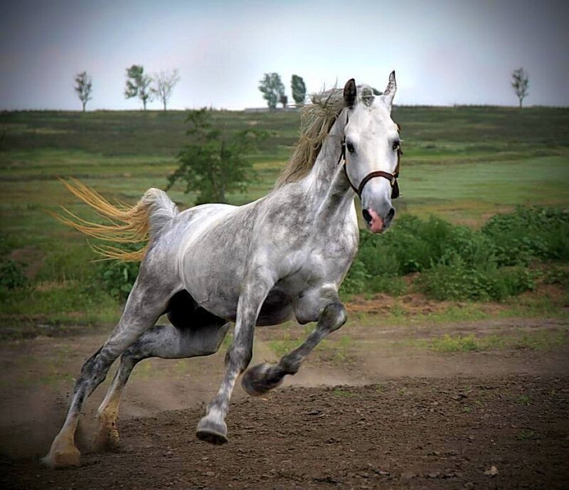 white horse galloping in field