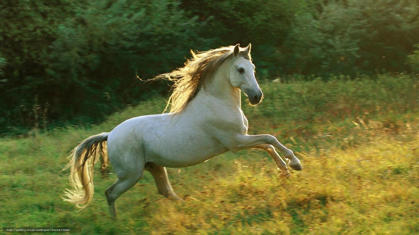 White horse galloping in field