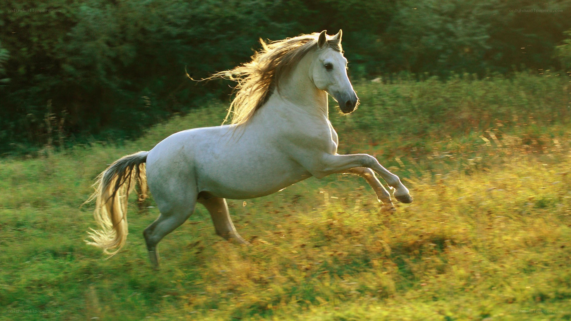 white horse galloping in field