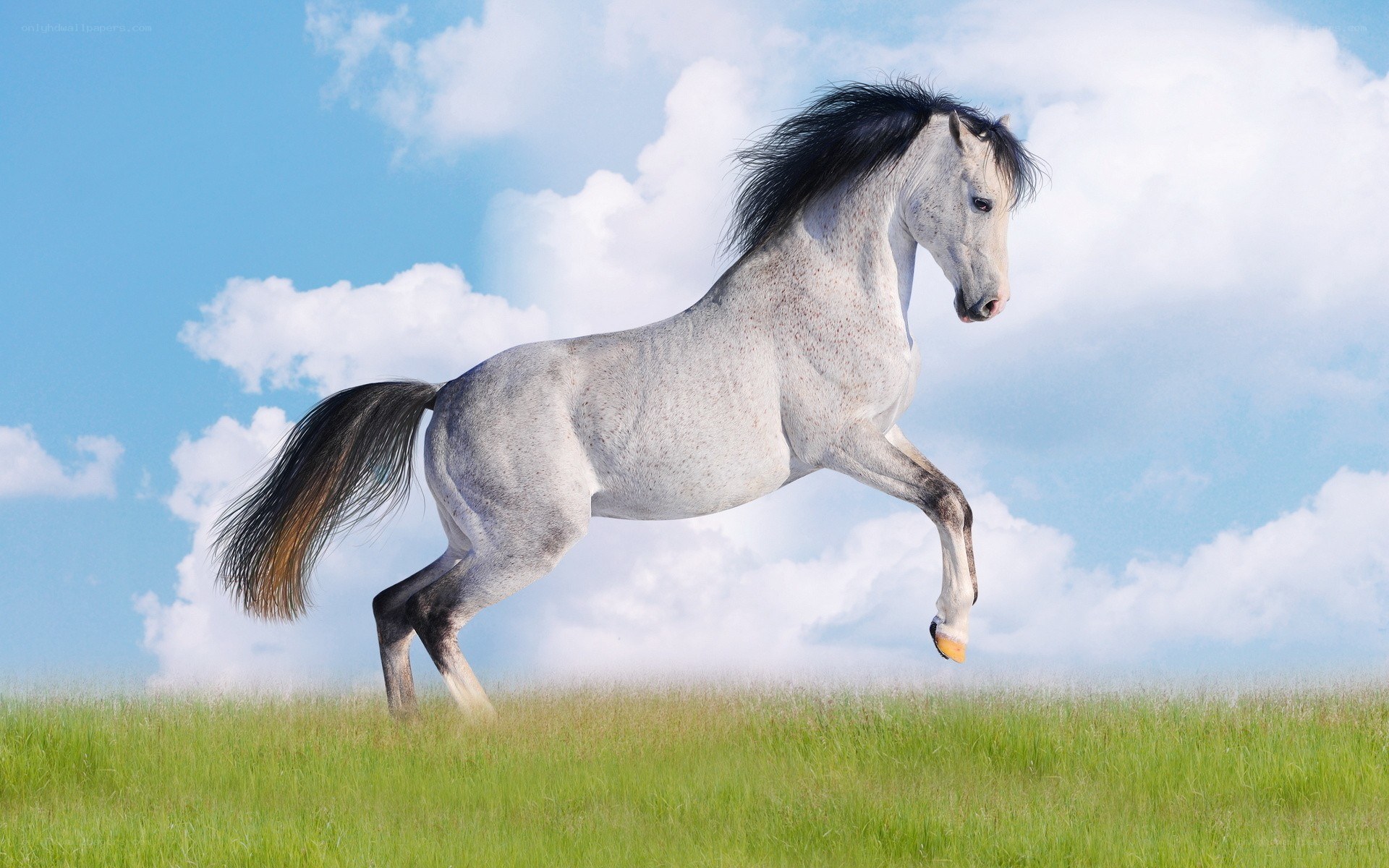 white horse galloping in field