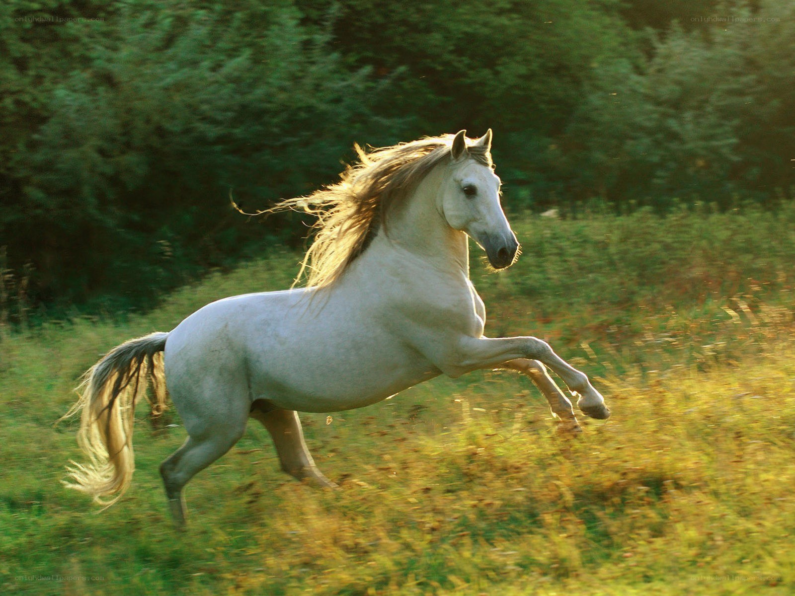 White horse galloping in field