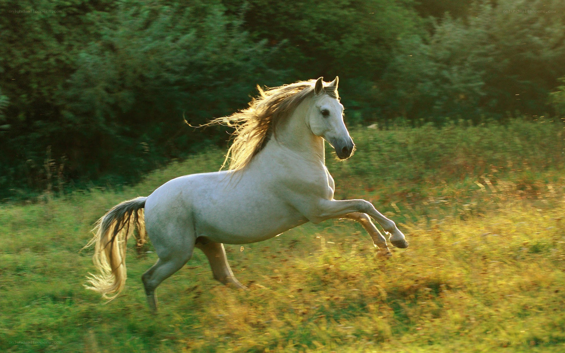 White horse galloping in field