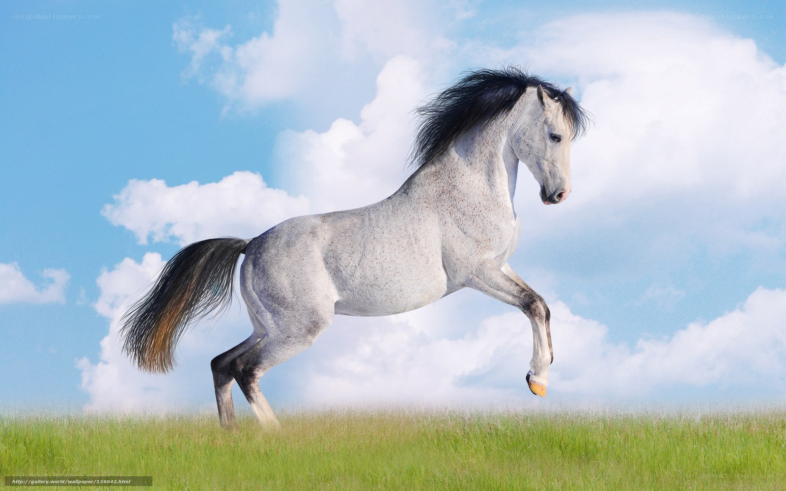 White horse galloping in field