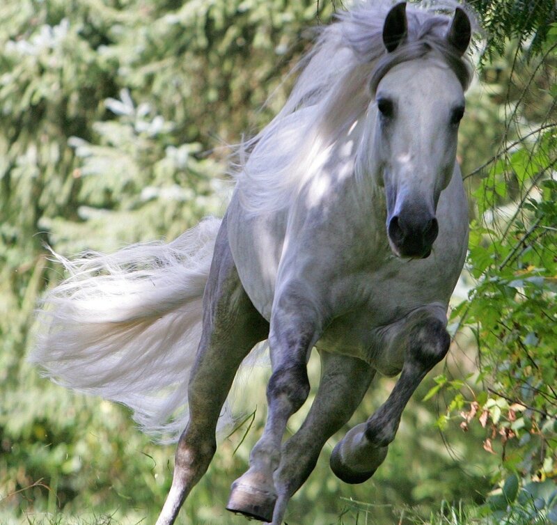 white horse galloping in forest