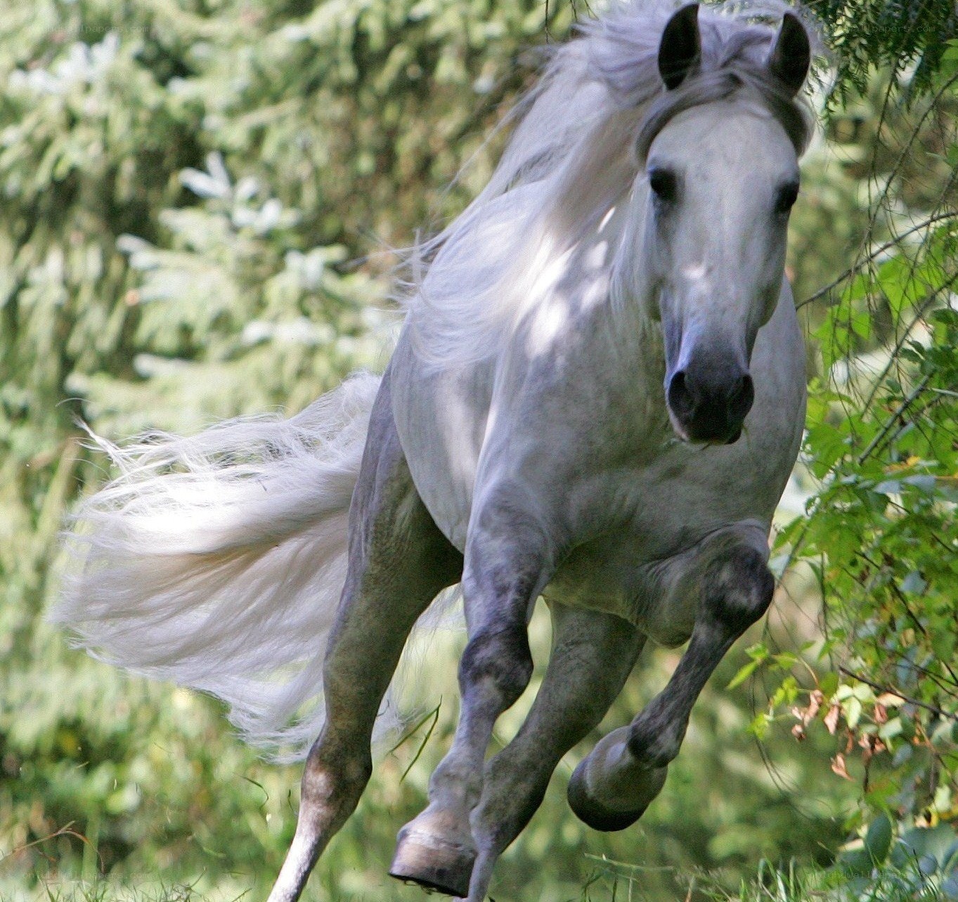 white horse galloping in forest