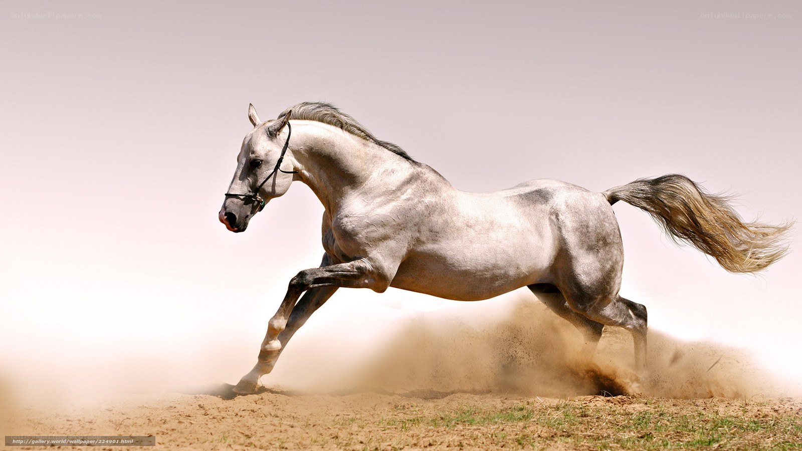 White horse galloping on sand
