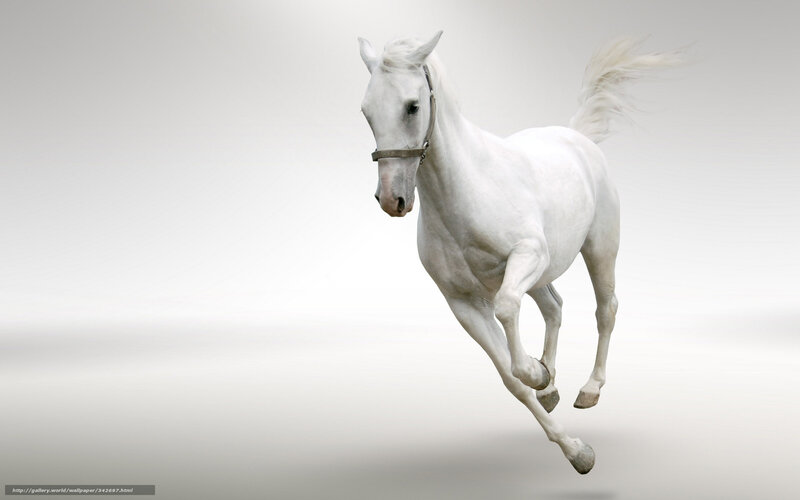 White horse galloping