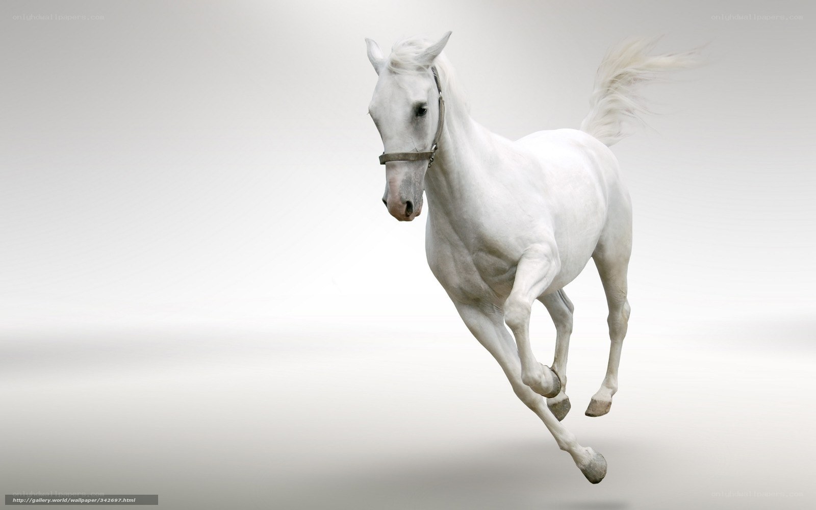 White horse galloping