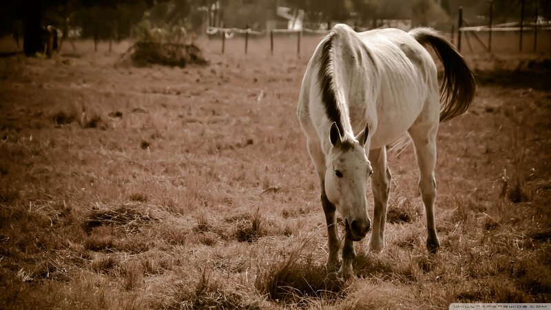White Horse Grazing — Brown, Calm