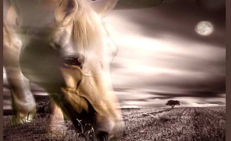 White Horse Grazing — Brown, Dramatic