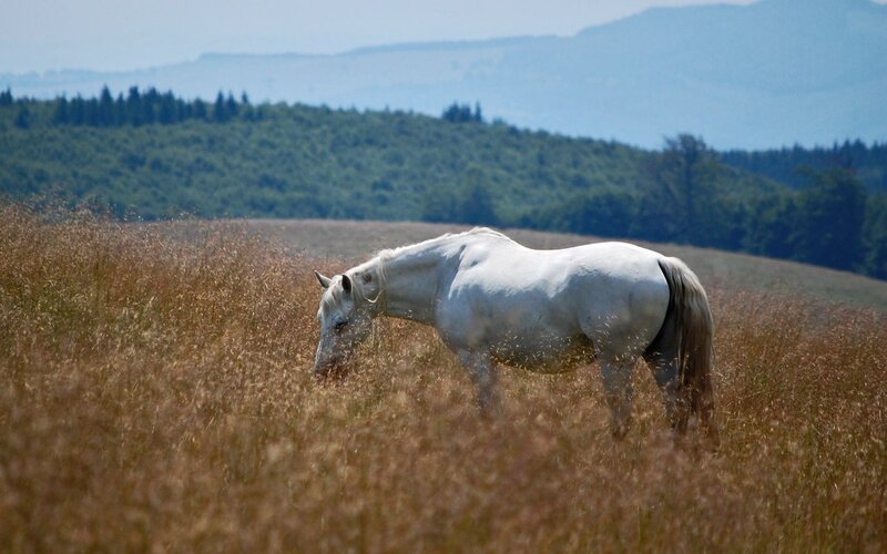 White Horse Grazing — Brown