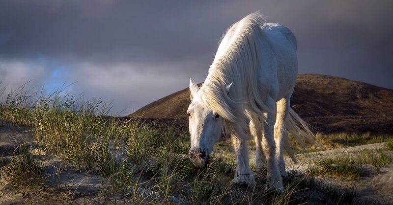 White Horse Grazing — Dramatic