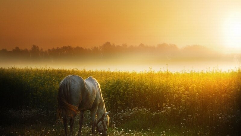 White Horse Grazing — Gold, Serene, Sunrise