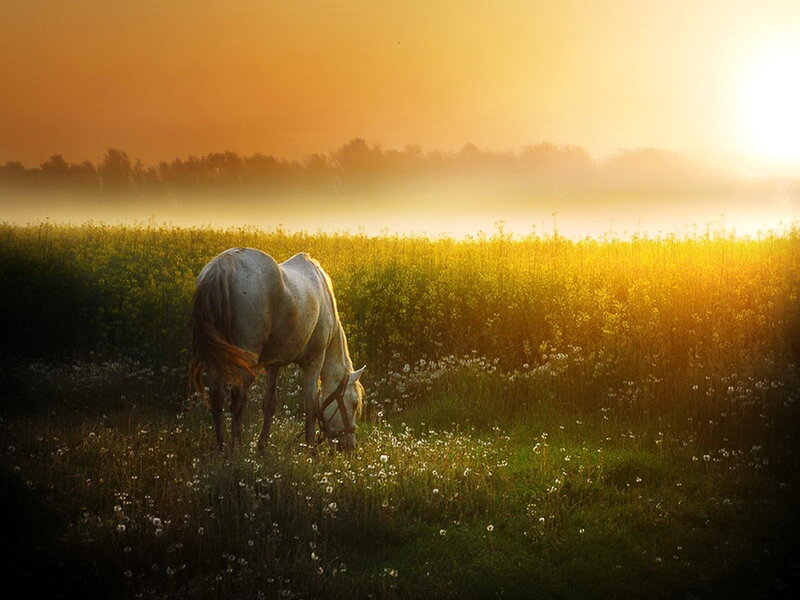 White Horse Grazing — Gold, Serene