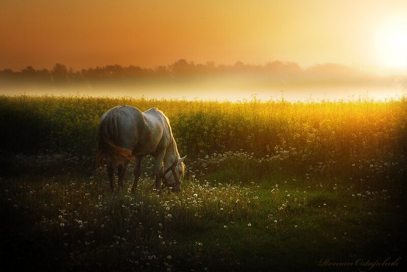 White Horse Grazing — Gold