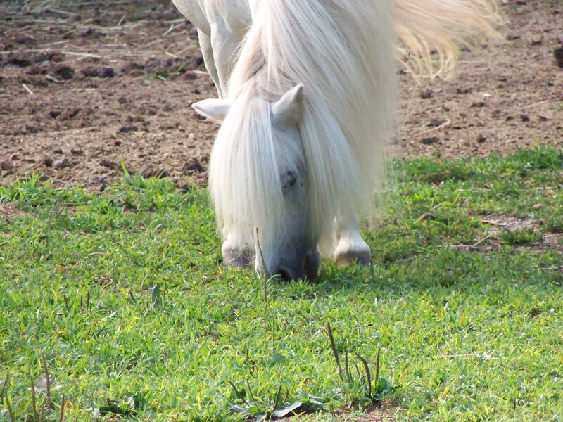 White Horse Grazing — Green, Calm, Afternoon