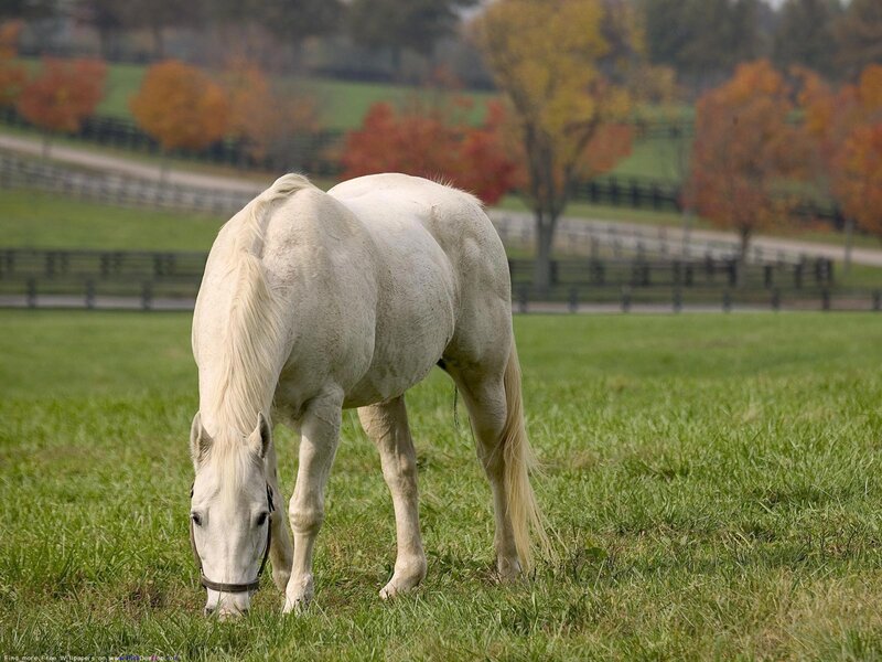 White Horse Grazing — Green, Calm, Autumn