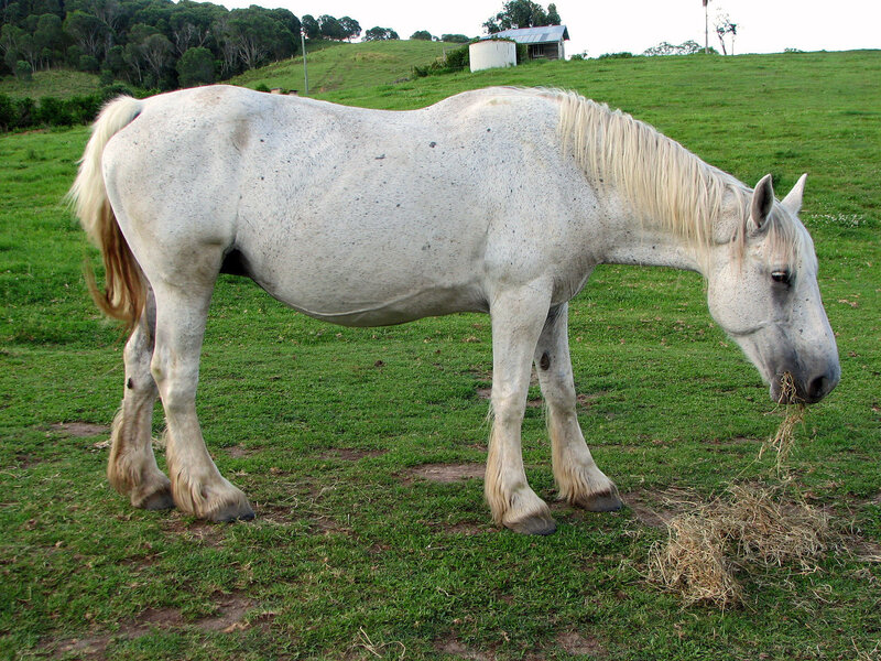 White Horse Grazing — Green, Calm