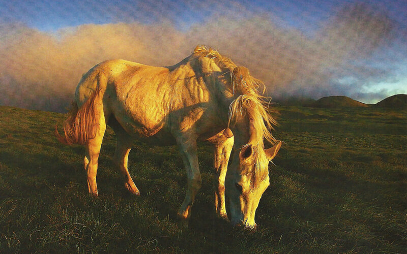 White Horse Grazing — Green, Dramatic
