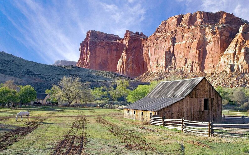 White Horse Grazing — Green, Serene, Afternoon, Photograph, Barn