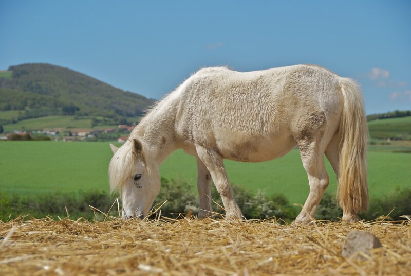 White Horse Grazing — Green, Serene, Afternoon, Photograph, Hay