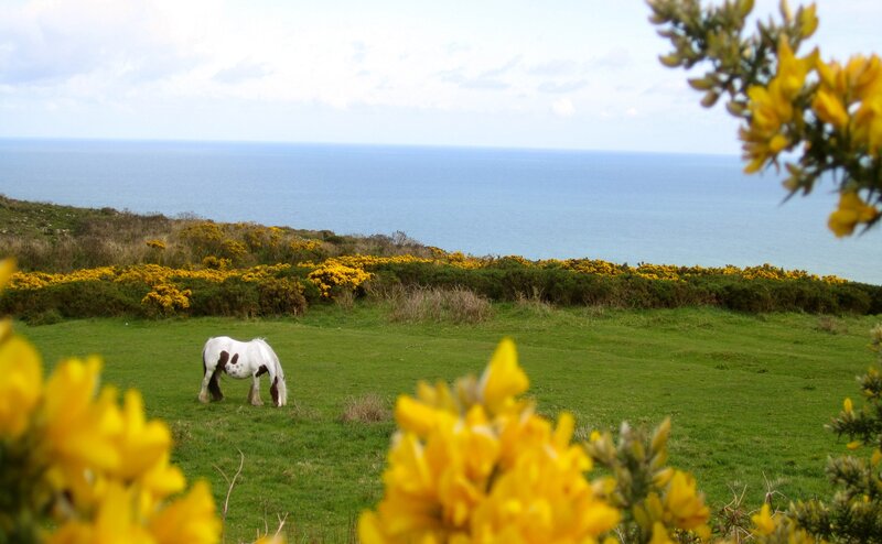 White Horse Grazing — Green, Serene, Afternoon, Photograph, Ocean