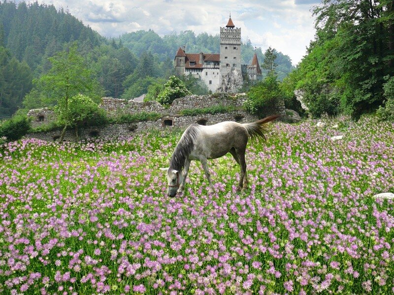 White Horse Grazing — Green, Serene, Afternoon