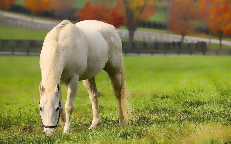 White Horse Grazing — Green, Serene, Autumn, Photograph