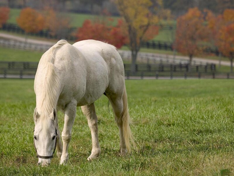 White Horse Grazing — Green, Serene, Autumn