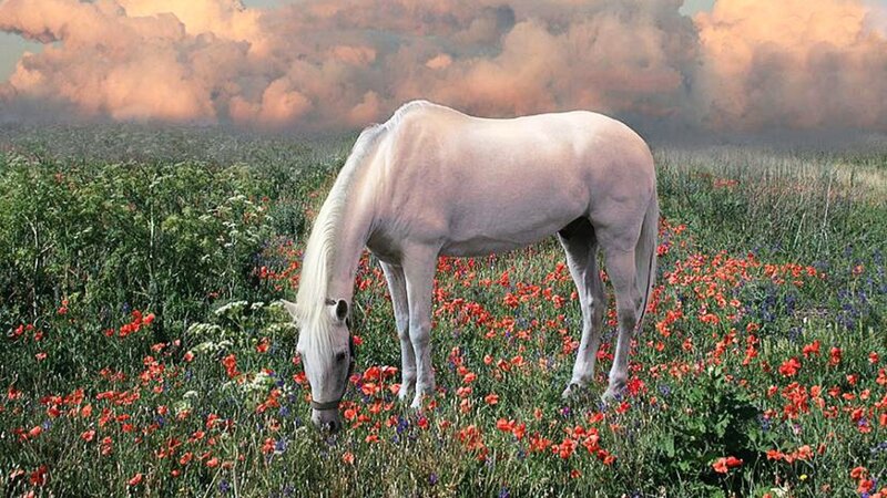 White Horse Grazing — Green, Serene, Sunset