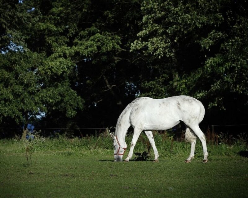 White Horse Grazing — Green, Serene